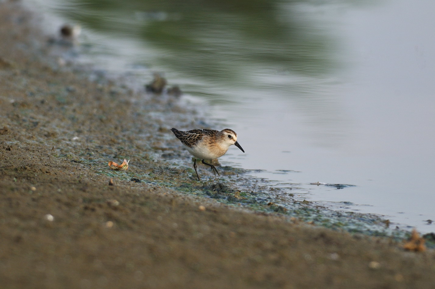 Corriere grosso e limicoli da verificare ID